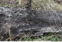 old wood bark 0001